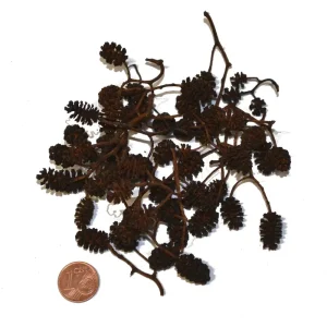 Erlenzapfen, 50 g Top-Seller